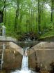 Groundwater patches play important role in forest health, water quality