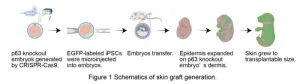 Grow the skin you’re in: in vivo generation of chimeric skin grafts