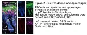 Grow the skin you’re in: in vivo generation of chimeric skin grafts 2