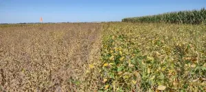 Growing soybeans has a surprisingly significant emissions footprint, but it’s ripe for reduction