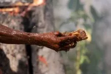 Grunt or whistle: successful honey-hunters know how to communicate with wild honey-seeking birds 2