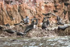 Guadalupe fur seals continue to recover as new colony discovered