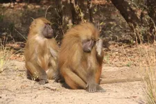 Guinea baboons grunt with an accent