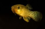 Gulf killifishes biological responses to oil spills similar in field, laboratory studies