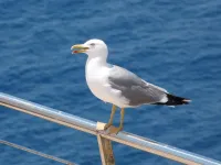 Gulls, sentinels of bacteria in the environment