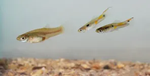 Guppies have varying levels of self-control