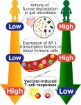 Gut bacteria could be behind weaker immune responses to COVID-19 vaccine