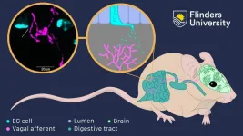 Gut-brain communication turned on its axis