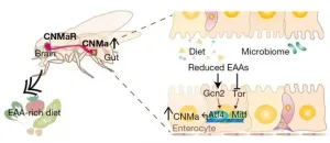 Gut hormone triggers craving for more proteins