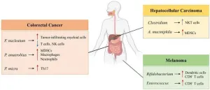 Gut microbiota and immune alteration in cancer development: implication for immunotherapy