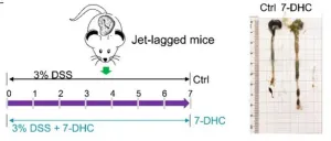 Gut microbiota-derived 7-DHC ameliorates circadian rhythm disorders and inflammatory bowel disease (IBD)