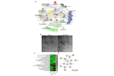 GV1001 reduces neurodegeneration and prolongs lifespan in mouse model of Alzheimer’s disease