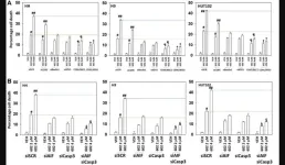 GZ17-6.02 with bexarotene kills mycosis fungoides cells