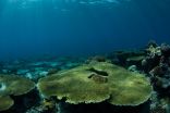 Habitats contracting as fish and coral flee equator