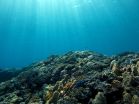 Habitats contracting as fish and coral flee equator 2