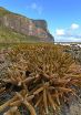 Habitats contracting as fish and coral flee equator 3