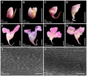 Hai-quan Huang's research team at Southwest Forestry University has revealed the cellular and molecular basis of the spur development in Impatiens uliginosa 2