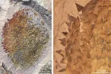 Half a billion-year-old spiny slug reveals the origins of mollusks 2