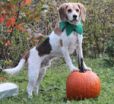 Halloween Dog Bite Prevention Tips From Doggone Safe 2