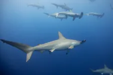 Hammerhead sharks hold their breath on deep water hunts to stay warm