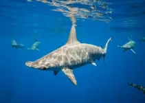 Hammerhead sharks hold their breath on deep water hunts to stay warm 2