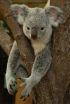 Hanging in there: Koalas have low genetic diversity