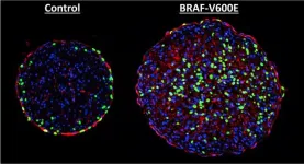 Harnessing skin cancer genes to heal hearts