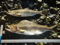 Hatcheries can boost wild salmon numbers but reduce diversity