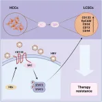 HBx facilitates drug resistance in hepatocellular carcinoma via CD133-regulated self-renewal of liver cancer stem cells