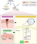 Healing diabetes wounds with a new superhero: stem cell magic