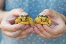 Health status of vulnerable gopher tortoises revealed in Southeastern Florida