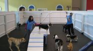 Healthy Hound Playground, Sterling Virginia's New Dog Day Care & Kennel, Will Have Your Dog Wagging Their Tail 2