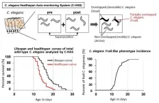 Healthy lifespan analysis using nematodes