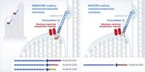 Hearing protein required to convert sound into brain signals