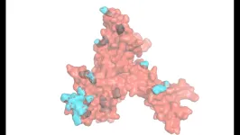 Heart toggles between maintenance and energy-boost mode using ribosomes