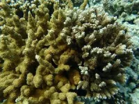 Heat tolerant coral may trade fast growth for resilience 2