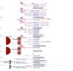 HeliScopeCAGE: A new gene expression analysis technique on a single molecule sequencer