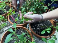 Helping stevia plants brave the cold