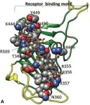 Heparin targets coronavirus spike protein, research shows