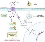 Hepatic TRPC3: an emerging regulator of alcohol-associated liver disease