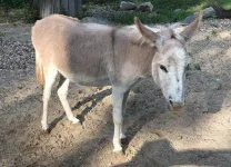 Hepatitis B: What people can learn from donkeys