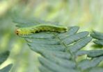 Herbivore defense in ferns 