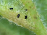 Heres how insects coax plants into making galls