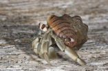 Hermit crabs socialize to evict their neighbors