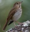 Hermit thrush or humans: Who sets the tone?