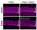 Hey1 and Hey2 ensure inner ear hair cells are made at the right time, in the right place