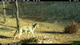 Hidden cameras spot wildlife returning home after 2018 megafire