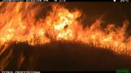 Hidden cameras spot wildlife returning home after 2018 megafire 2