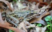 Hiding in plain sight, new frog species found in New York City