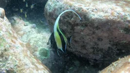 High CO2 to slow tropical fish move to cooler waters